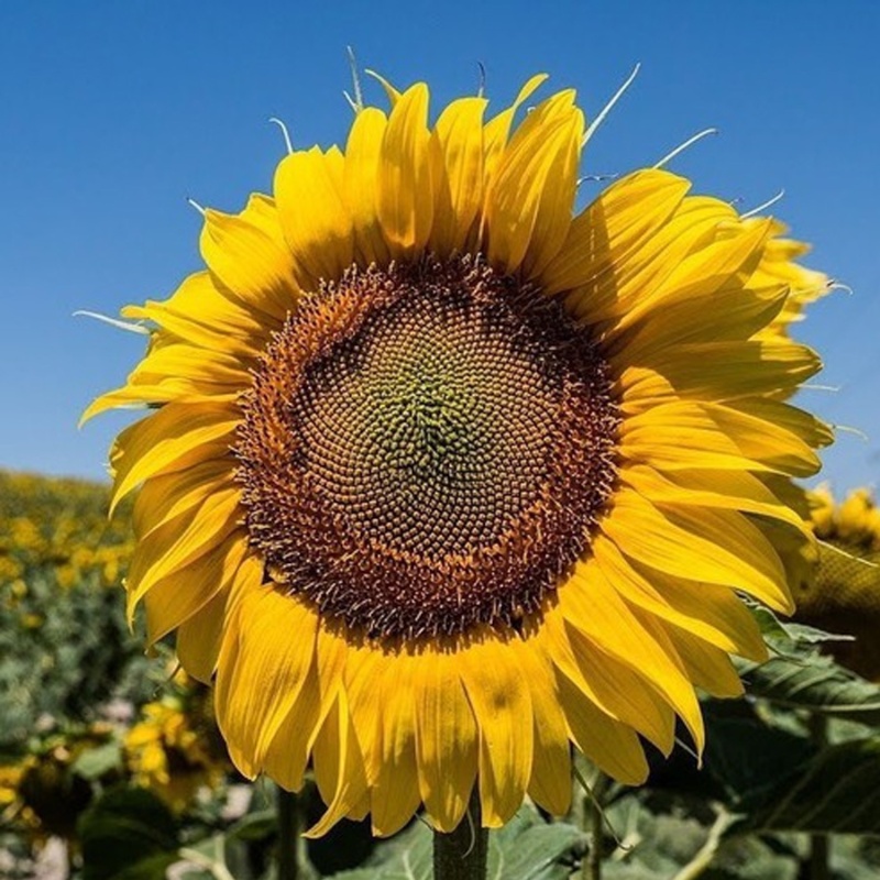 ý Nghĩa Hoa Hướng Dương