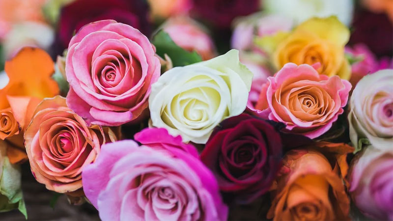 Giỏ Hoa Hồng - Tím Tương Tư - GH050 8 Hh17