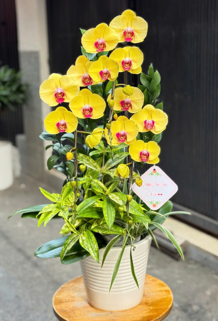 CHẬU LAN HỒ ĐIỆP - PHÚC LỘC THỌ - HD013 6 HD013A
