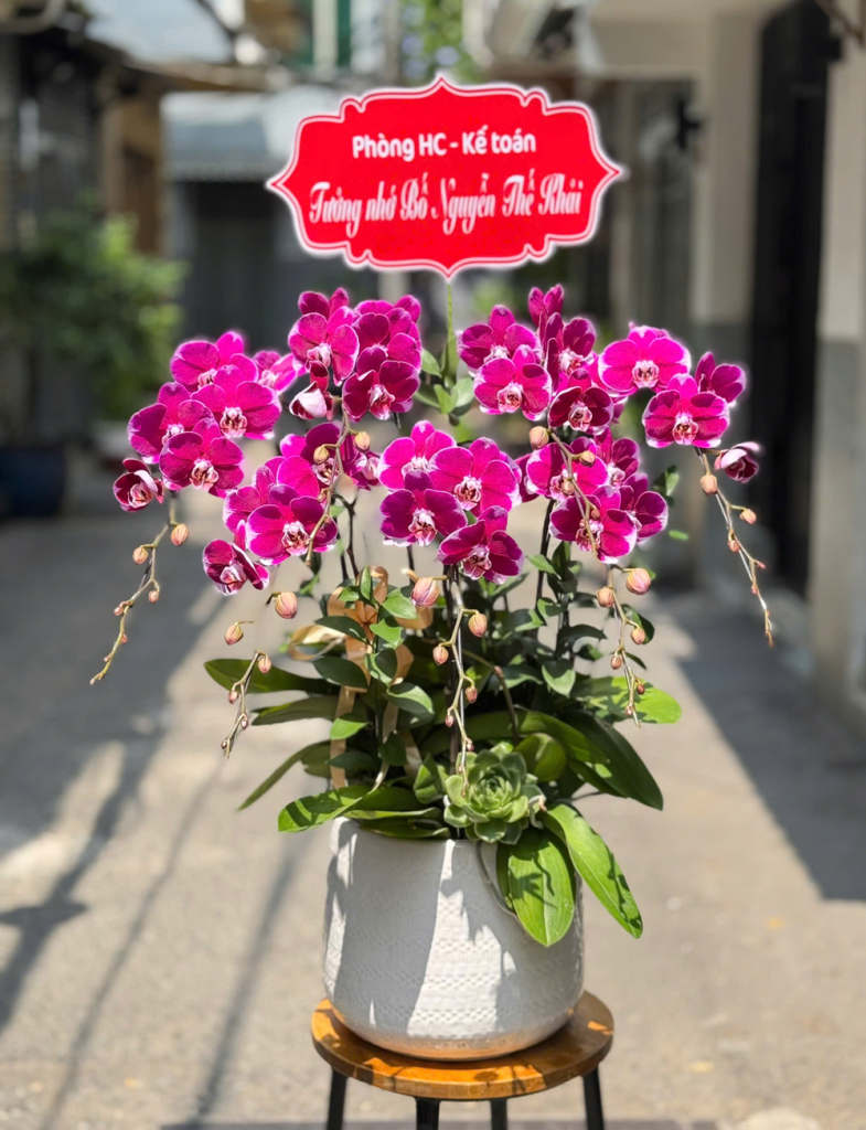 CHẬU LAN HỒ ĐIỆP - HƯƠNG SẮC TRỜI NAM - HD015 6 HD015