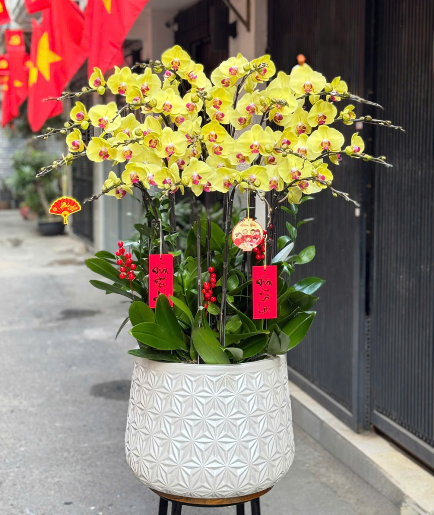 CHẬU LAN HỒ ĐIỆP - VIỆT NAM TRONG TRÁI TIM TÔI - HD016 6 HD016